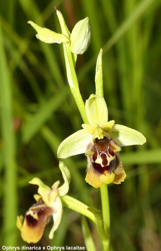 Ophrys lacaitae tra introgressioni e forme ibride  Molise 2023.